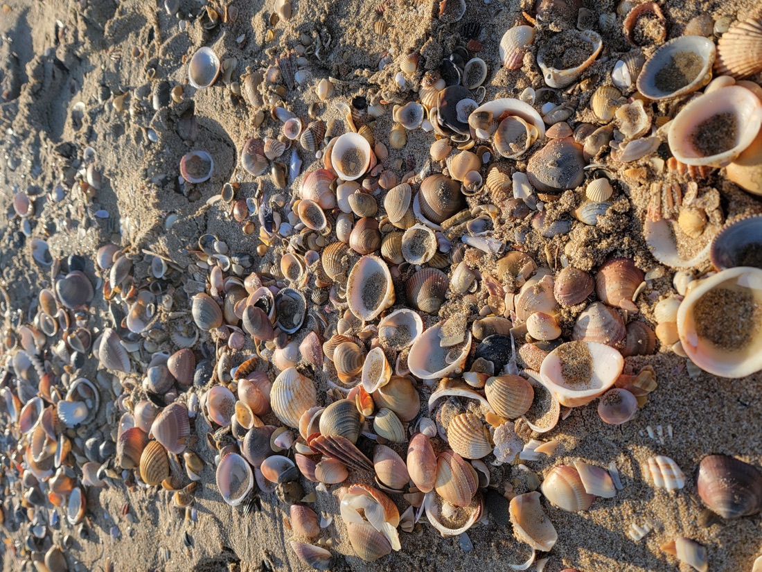 Seashells on the beach near Agde